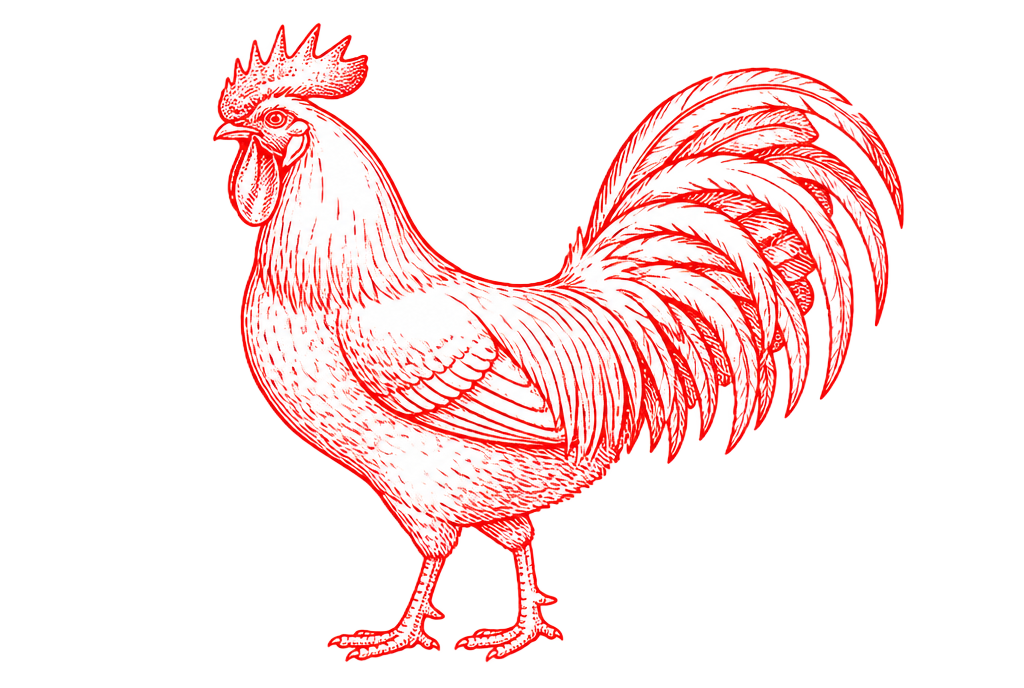 Vintage engraving illustration of a rooster