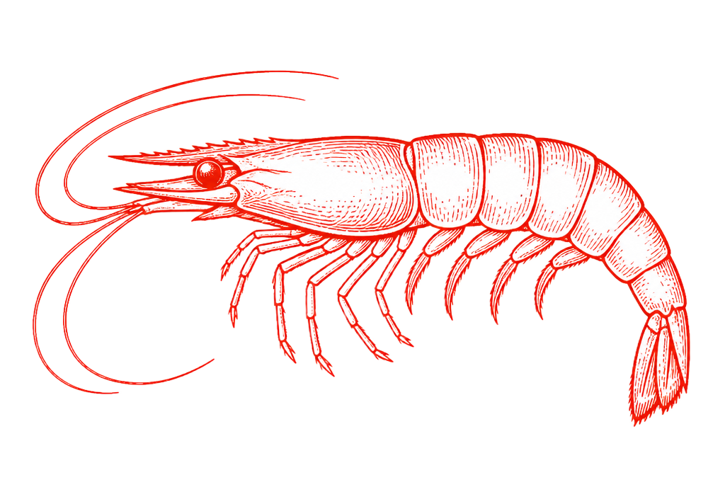 Vintage engraving illustration of a shrimp
